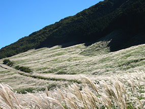 仙石原すすき草原